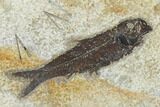 Wide Fossil Fish (Knightia) Clock - Wyoming #114326-1